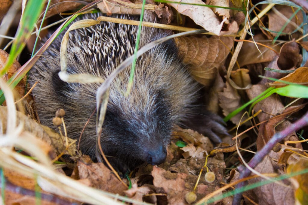 Igel