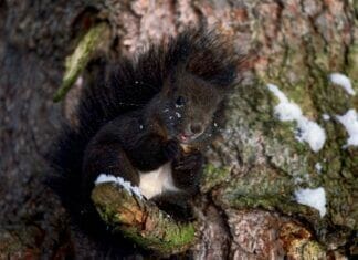 Quiz – Wie überwintern Tiere?