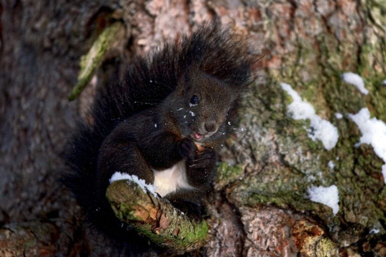 Quiz – Wie überwintern Tiere?
