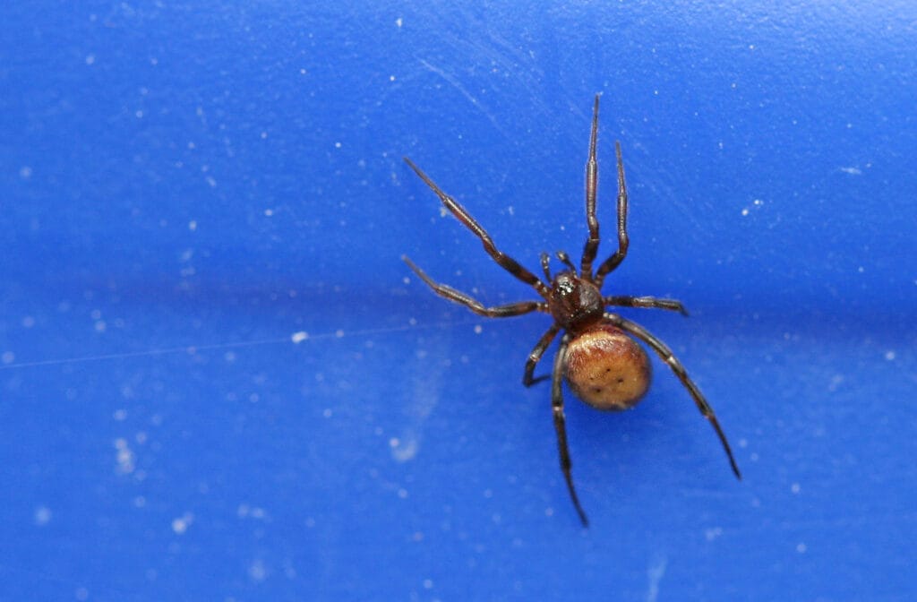 Fettspinne