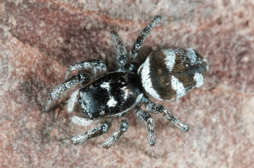 Springspinne