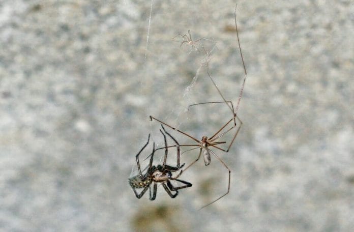 Zitterspinne Beute