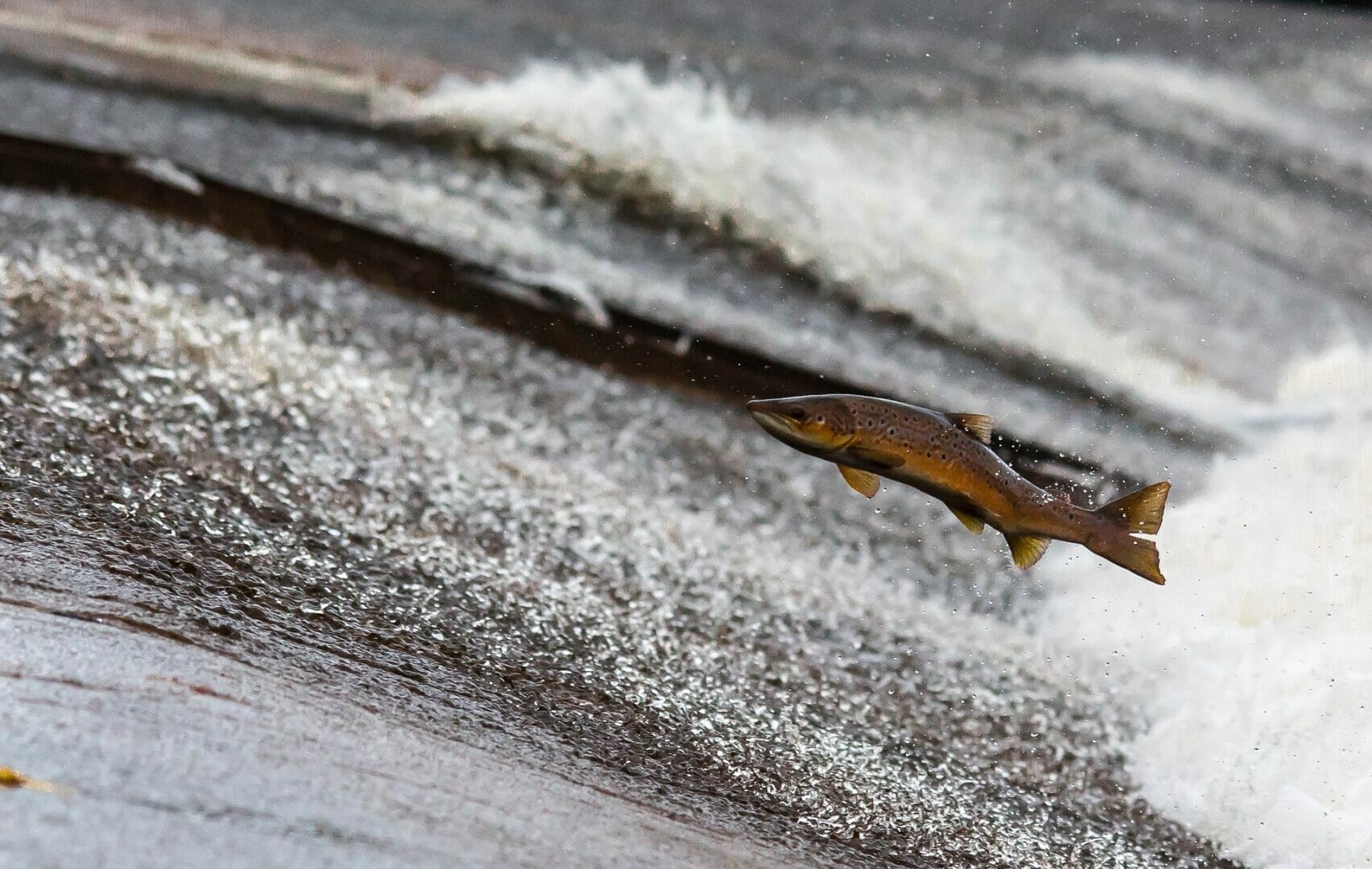 Jeder fünfte Fisch stirbt bei der Passage von Wasserkraftturbinen