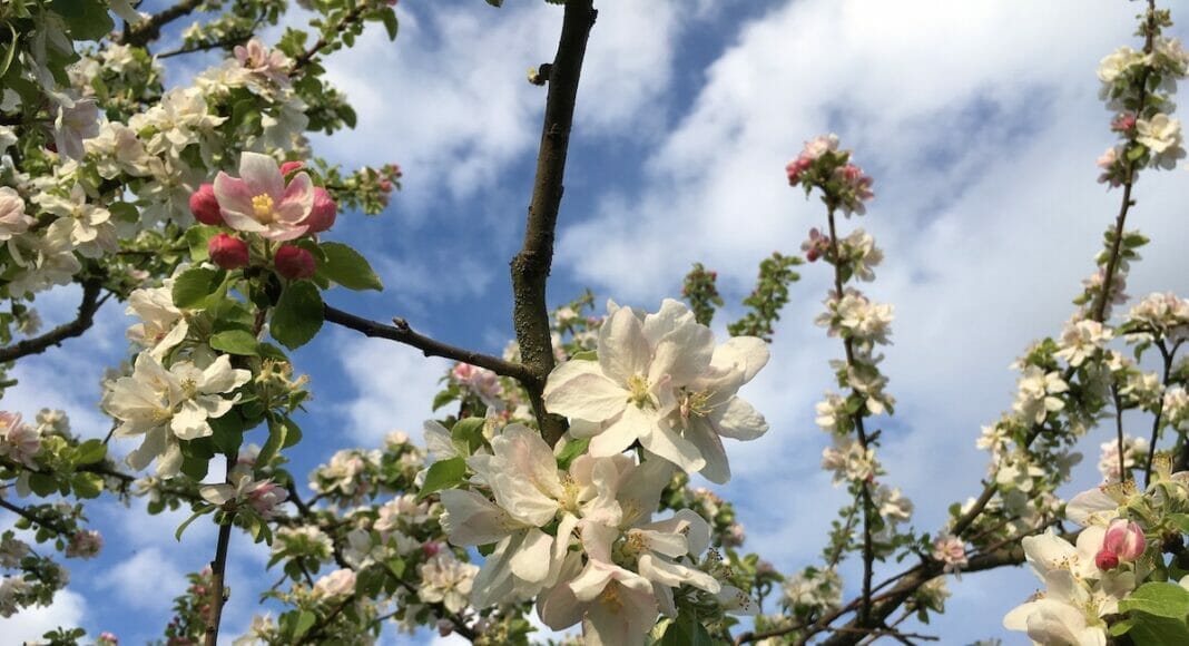 Blühender Apfelbaum