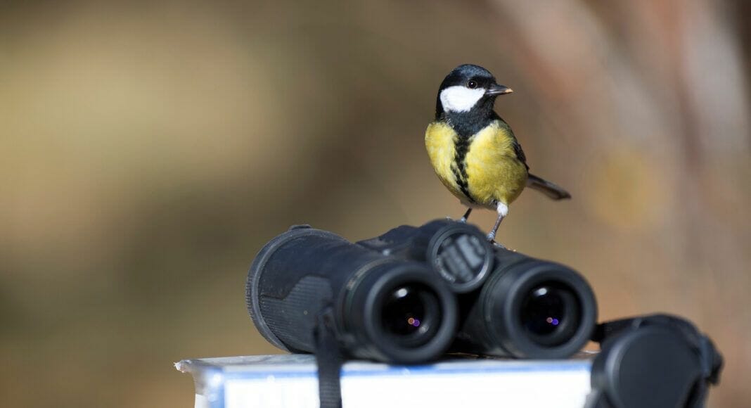 Kohlmeise auf Feldstecher sitzend