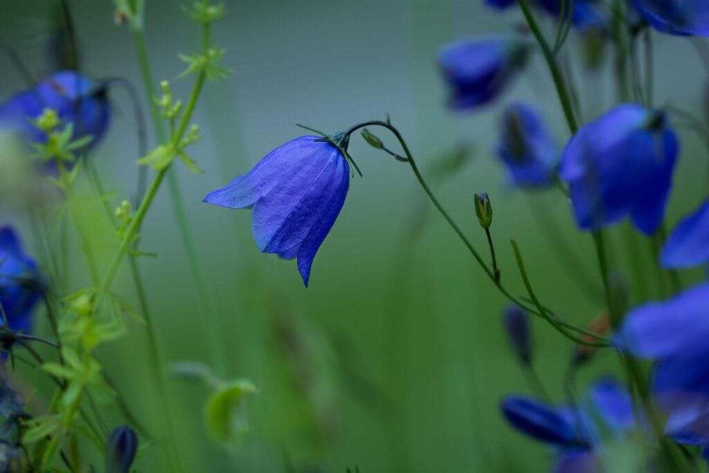 Rundblättrige Glockenblume