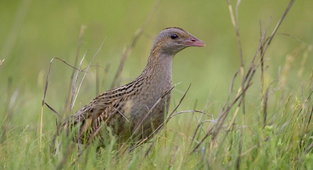 Wachtelkönig im Feld