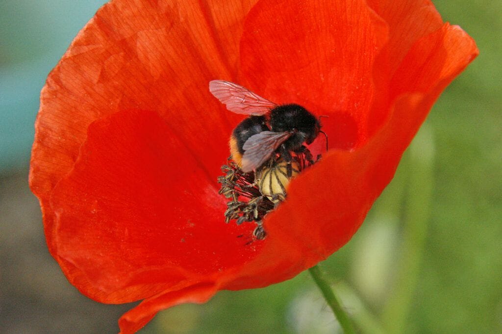 Hummel auf Klatschmohn