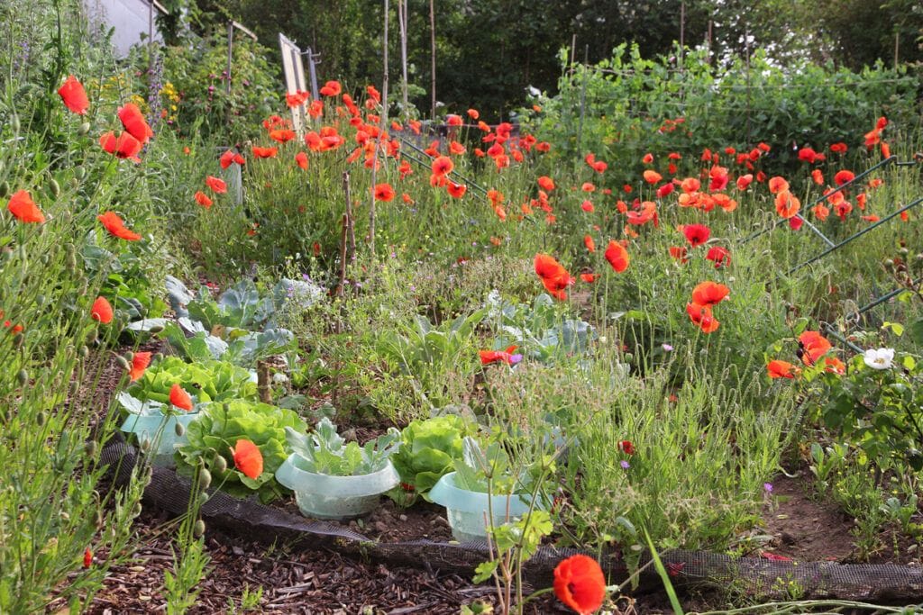 Gemüsegarten mit Mohnblüten