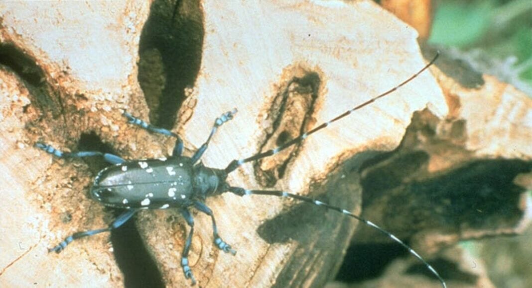 Asiatischer Laubholzbockkäfer breitet sich in der Schweiz aus ...