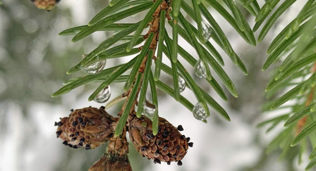 Pilz auf Fichtenblüte