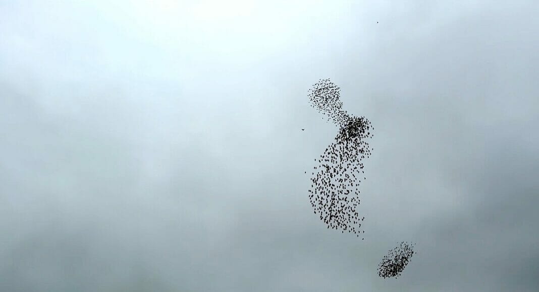 Wanderfalke macht Jagd auf Stare.