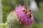 Hotspot Naturgarten – Gedränge am Futtertopf Eselsdistel