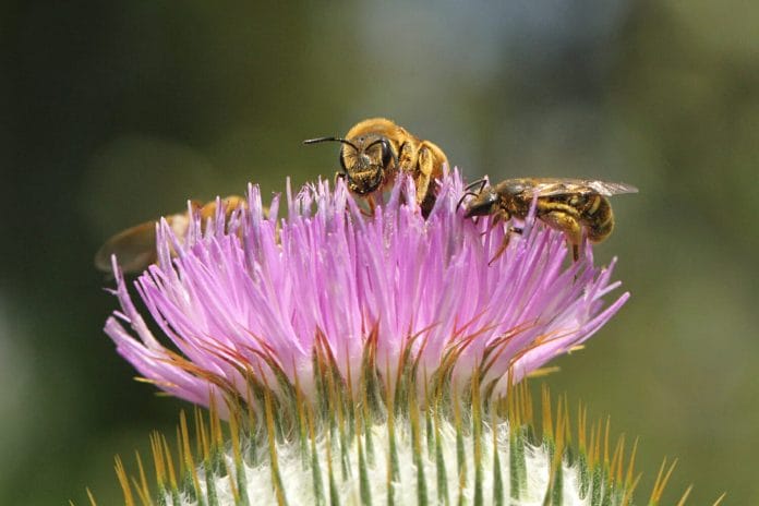 Furchenbiene auf Blüte