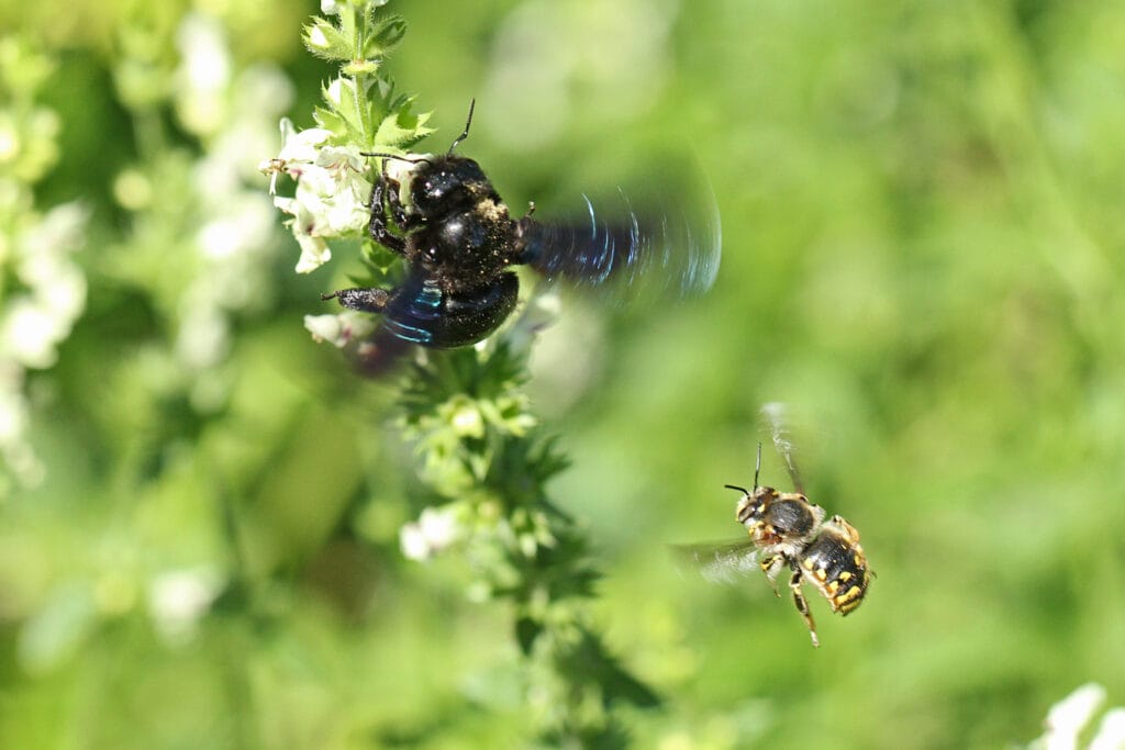 Wollbiene und Holzbiene