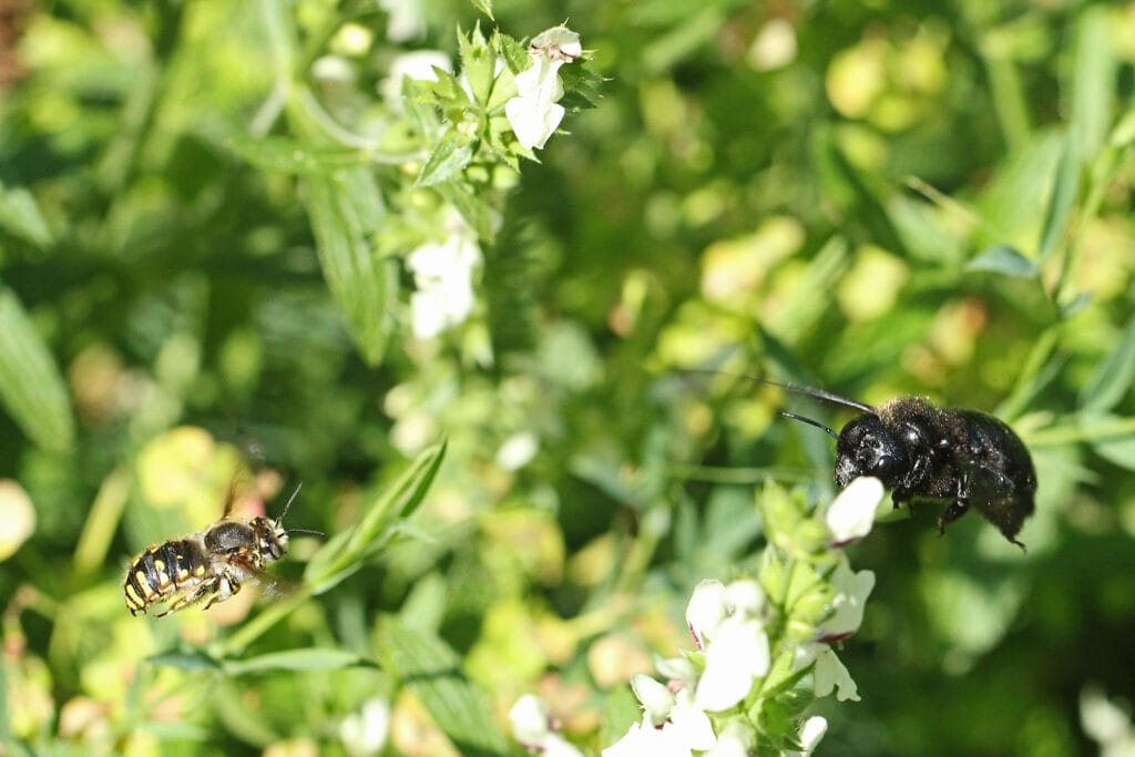 Wollbiene im Anflug