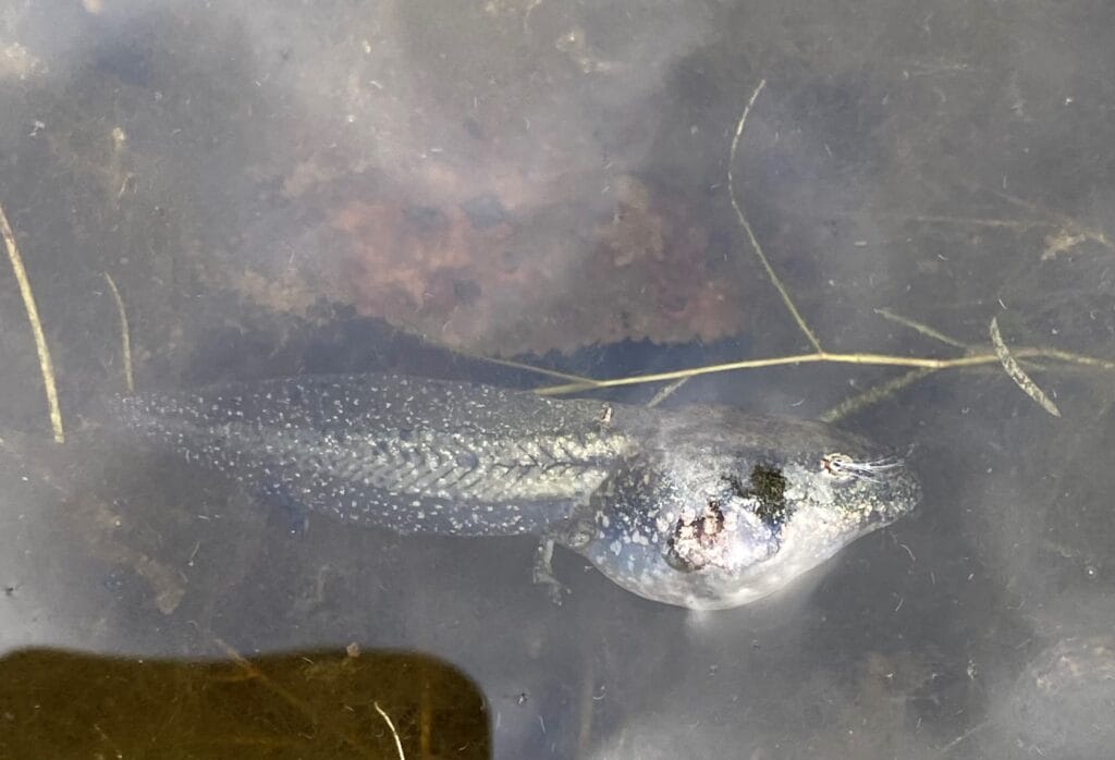 Eine sehr grosse Kaulquappe in einem Teich