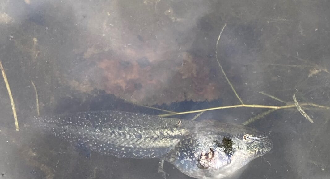 Eine sehr grosse Kaulquappe in einem Teich