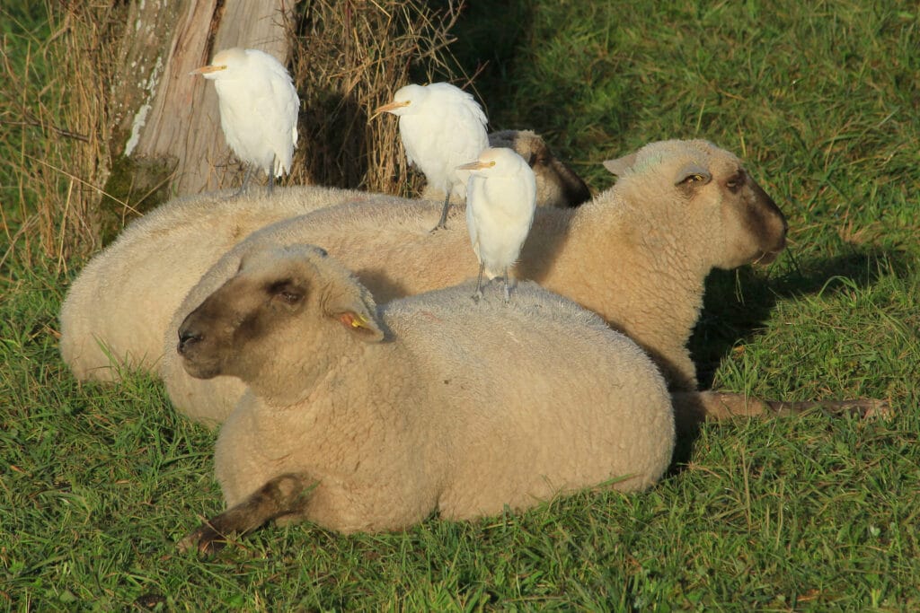 Drei Kuhreiher sitzen auf Schafen.