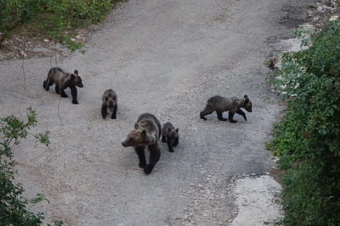Eine Bärenfamilie überquert eine Forststrasse.