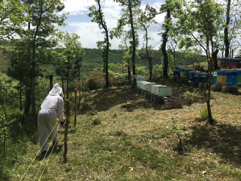 Ein Imker errichtet einen elektrischen Zaun, um Bären von den Bienenkästen fernzuhalten.