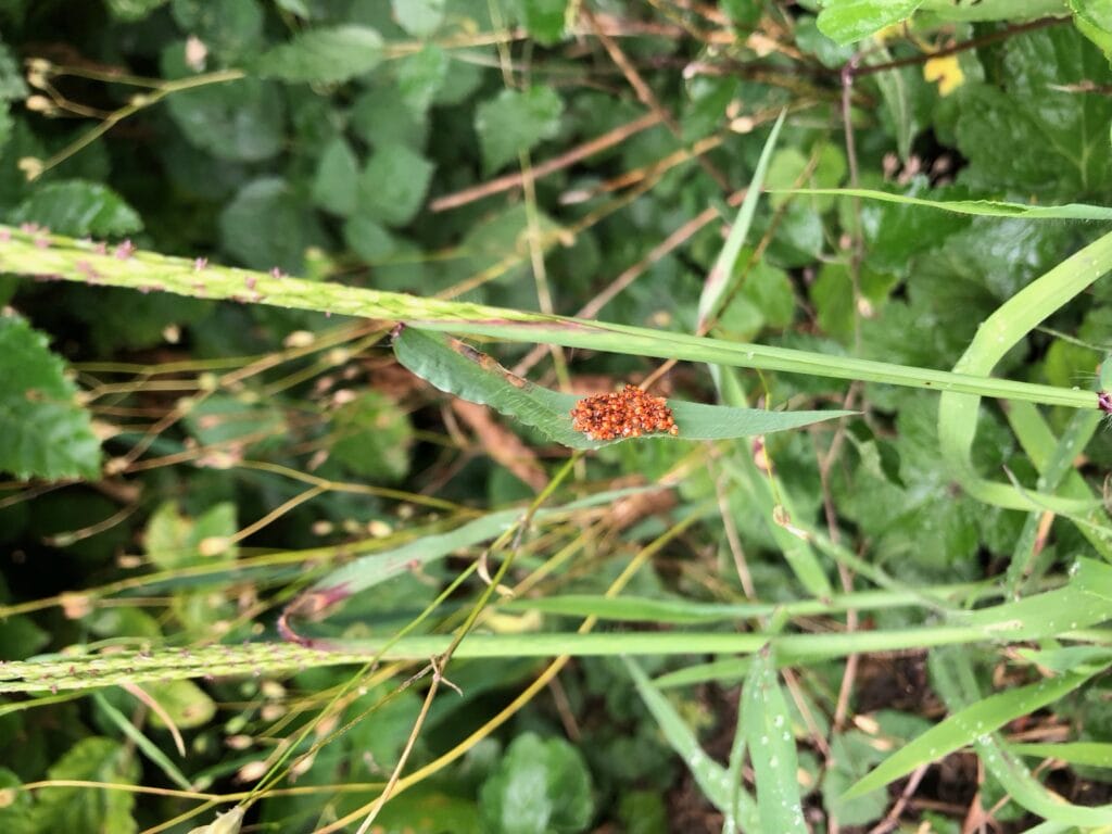 Eiablage von einem Schmetterling