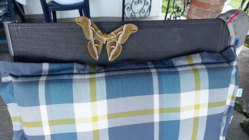 Schmetterling auf einer Stuhllehne