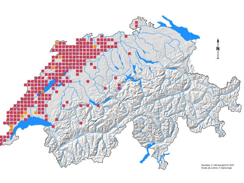 Aktuelle Verbreitungskarte der Wildkatzen in der Schweiz. Sie zeigt, dass die Wildkatzen hauptäschlich im Jura Gebirge vorkommen. 