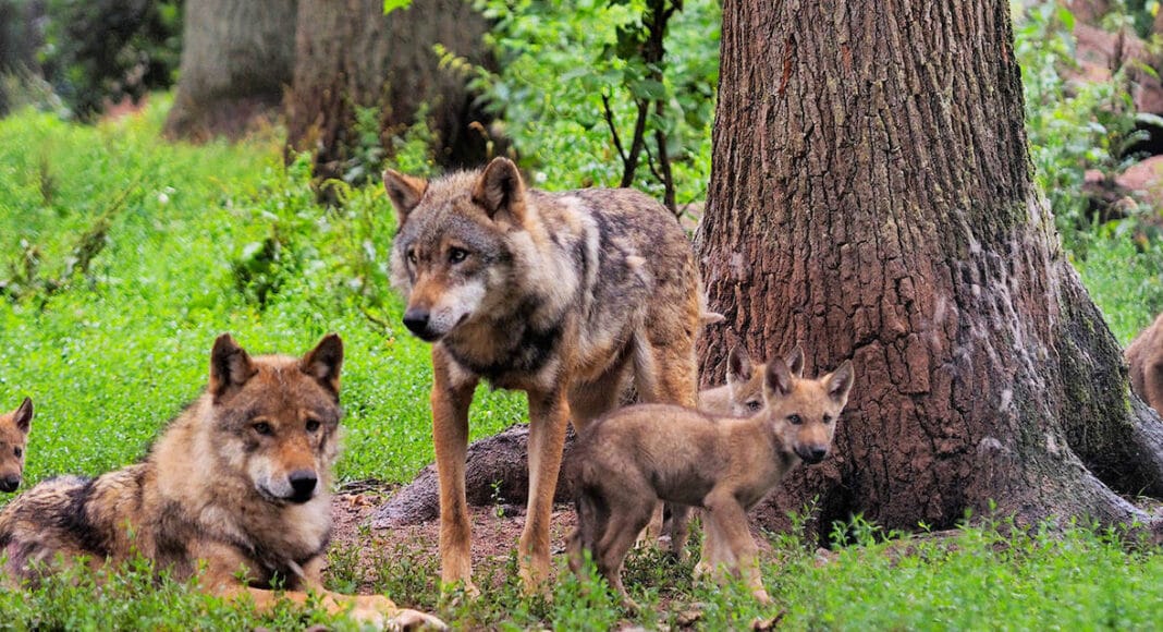 Eine Wolfsfamilie