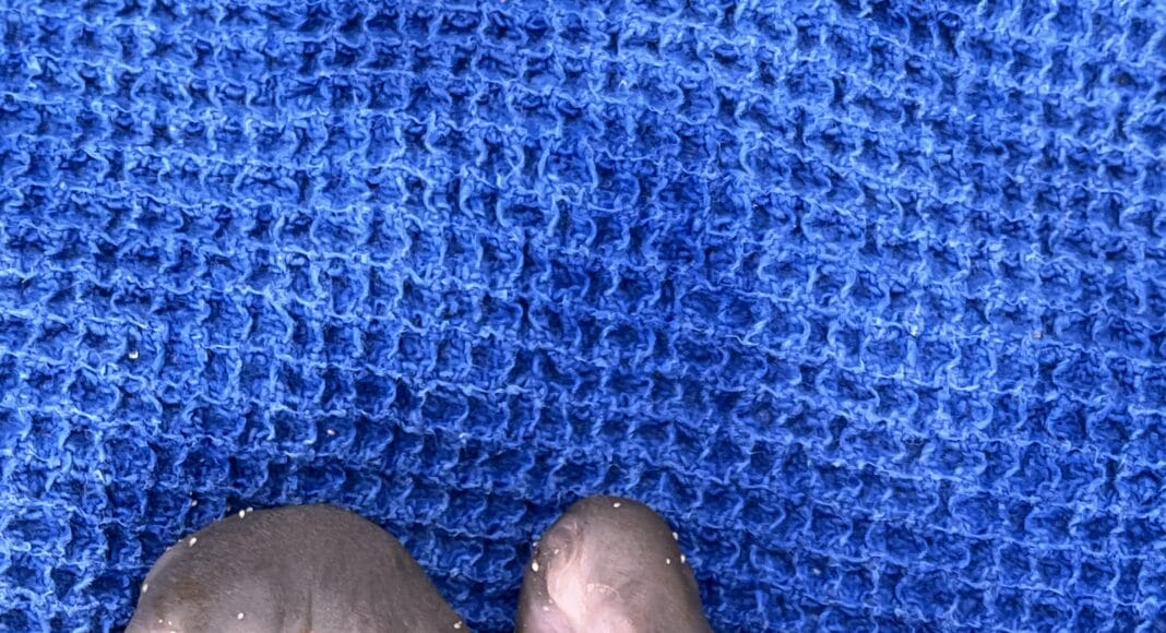 unbekannte Tierbabies