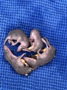 unbekannte Tierbabies