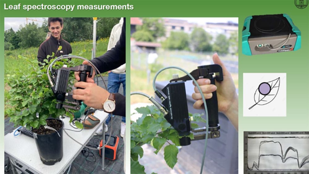 Spektralmessungen and Buchen