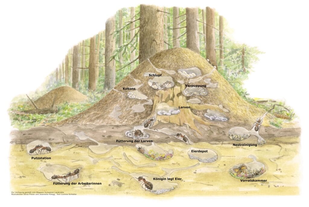Schema eines Ameisenhaufens