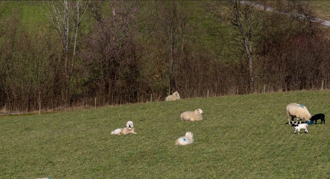 Schafe auf einer Wiese