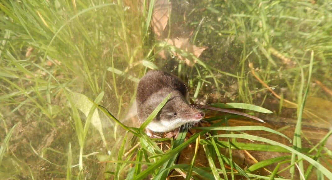 Wasserspitzmaus
