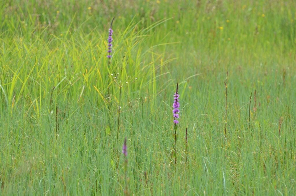 Blutweiderich in Ried