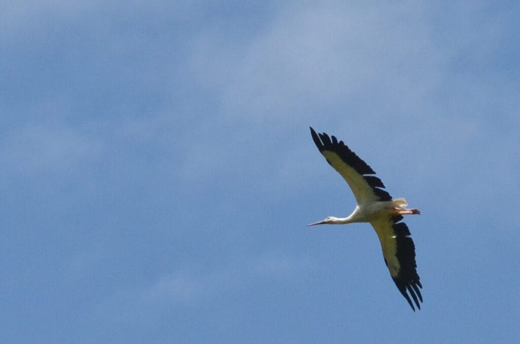 Fliegender Storch