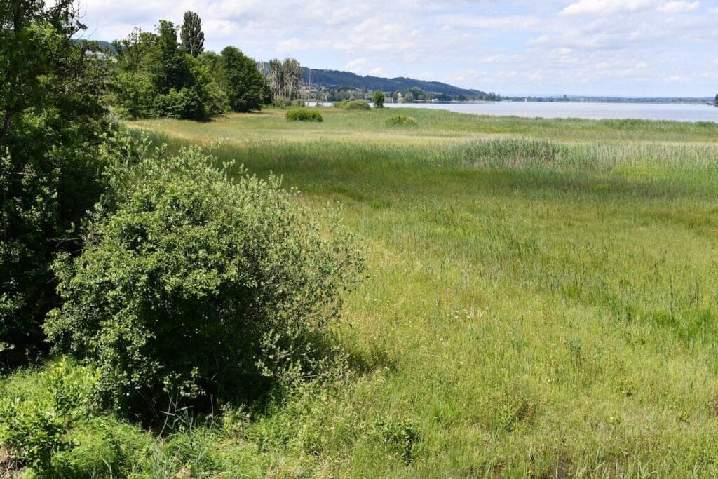 Riediker-Rälliker Ried