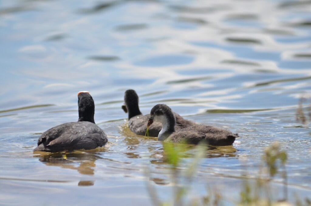 Blässhuhn mit Jungen