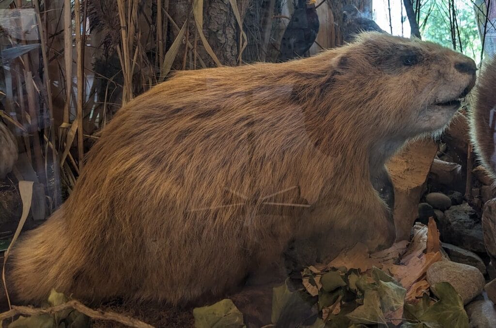 Ausgestopfter Biber