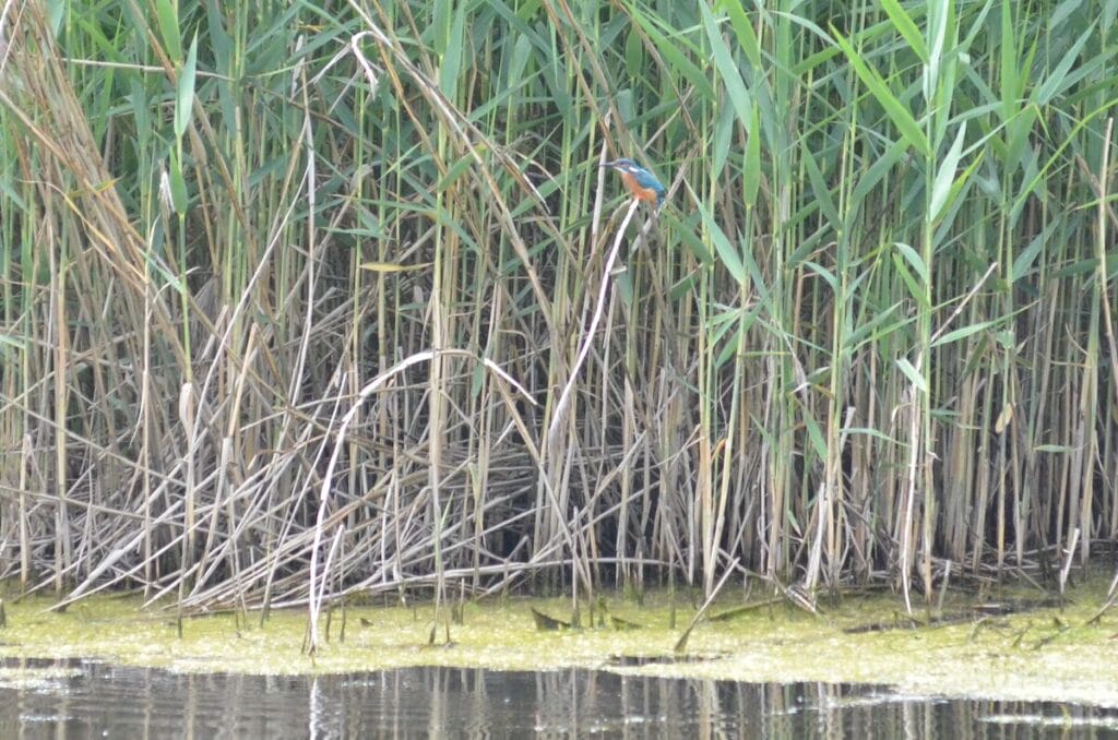 Eisvogel