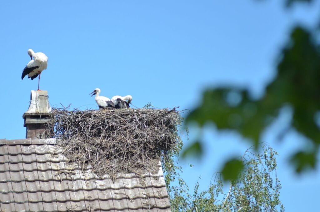 Störche im Nest
