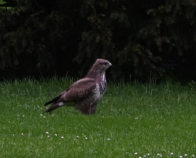Greifvogel_Kannenfeldpark