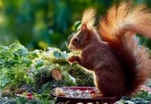 Vom Hamstern und Schlafen