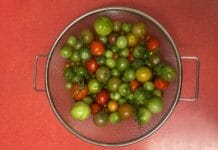 Unreife Tomaten im Grünabfall? Doch lieber einkochen!