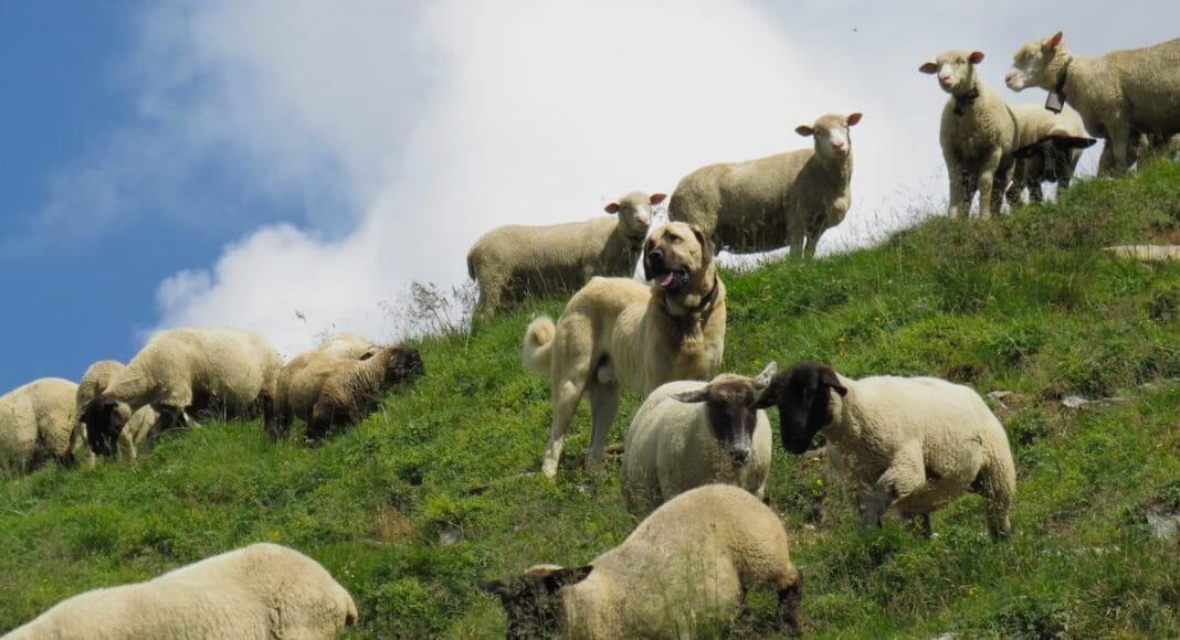 nur für Medienmitteilungen Pro Natura und Herdenschutz brauchen!