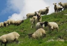 Wolfrisse stabil – Herdenschutz bleibt zentral nur für Medienmitteilungen Pro Natura und Herdenschutz brauchen!