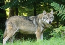 Regulierung des Chöpfenberg-Rudels ist nicht zulässig
