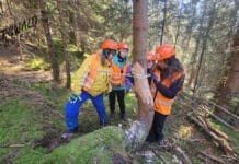 Freiwillige gesucht für den Schutz des Bergwaldes