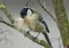 Mitgemacht, mitgezählt: Die Schweiz hat ihre Gartenvögel entdeckt